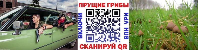 купить наркоту  Балей  Галлюциногенные грибы Cubensis 